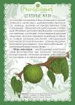 Мазь Маклюры (при грыжах, опухолях, артрозе, пяточных шпорах)