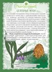 Мазь Окопника с живицей (при переломах, ранах)