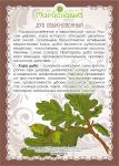 Дуб (кора)