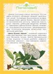 Бузина чёрная (цветы)