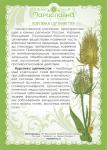 Ворсянка щетинистая (золотая колючка), (трава)