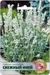 Лаванда узколистная Снежный Иней